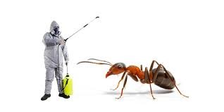 Ant Pest Control Services