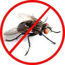 Fly Pest Control Services